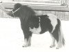 stallion Marko van de Provincialeweg (Shetland pony (under 87 cm), 1976, from Gold Star van de Dijk)