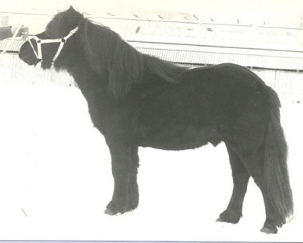stallion Maurits v.d. Oude Maten (Shetland Pony, 1976, from Firo van de Vennen)