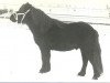 Deckhengst Maurits v.d. Oude Maten (Shetland Pony, 1976, von Firo van de Vennen)