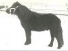 stallion Maurits v.d. Oude Maten (Shetland Pony, 1976, from Firo van de Vennen)