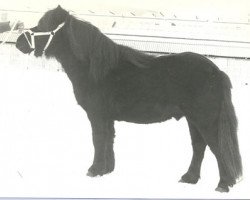 Deckhengst Maurits v.d. Oude Maten (Shetland Pony, 1976, von Firo van de Vennen)