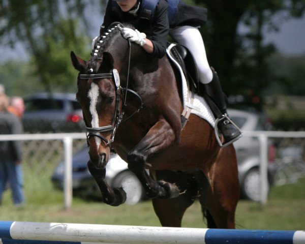 dressage horse Major (German Riding Pony, 2001, from Buenteeichen Maringo)