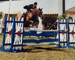 broodmare Ballerina (Hessian Warmblood, 1993, from Brandenburger)