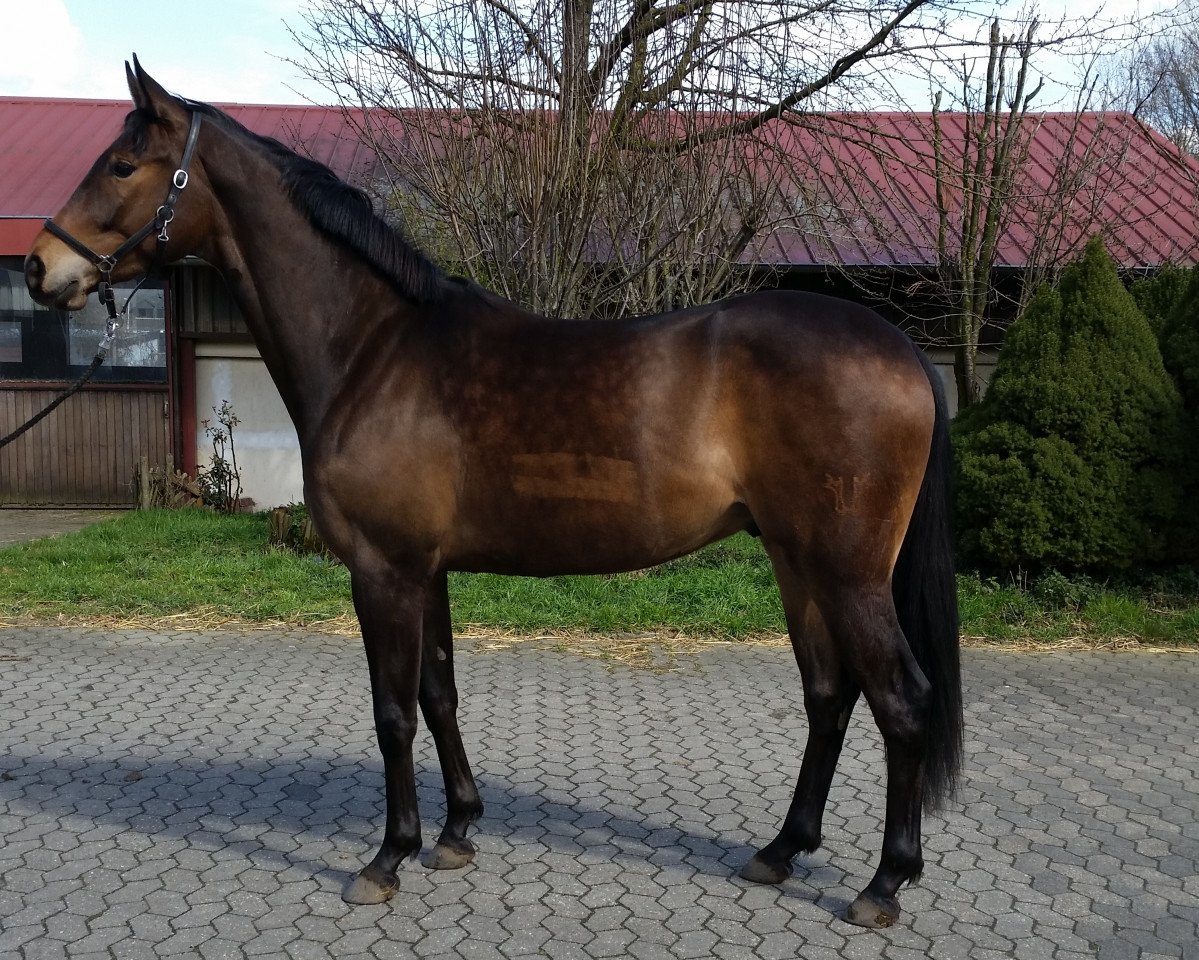 dressage horse Sense of Delight (Rhinelander, 2013, from Strahlemann)