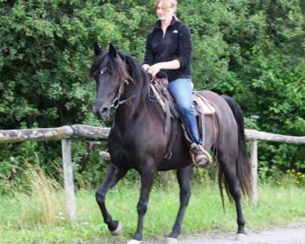 broodmare Stillwater's Mountain Girl (Rocky Mountain Horse, 2009, from Hershey's Eaze)