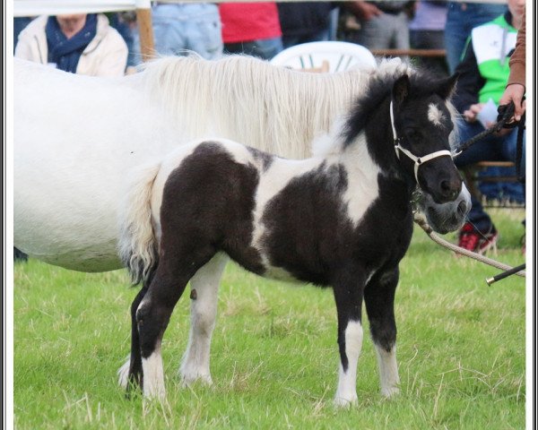 Zuchtstute Diva K (Shetland Pony, 2016, von Diablo v.Willem’s Hof)
