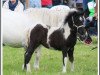 broodmare Diva K (Shetland Pony, 2016, from Diablo v.Willem’s Hof)