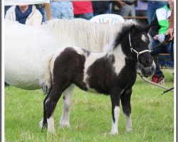 broodmare Diva K (Shetland Pony, 2016, from Diablo v.Willem’s Hof)