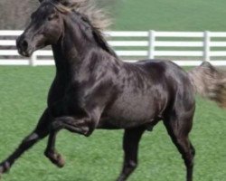 stallion LHV's Spartacus (Rocky Mountain Horse, 2006, from Pence's Blue Boy)