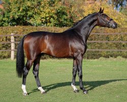 stallion Cognac (Hanoverian, 2013, from Christ)