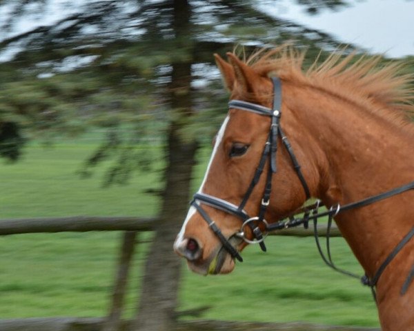 Zuchtstute Dolce Vita (Deutsches Reitpony, 2007, von Douglas)