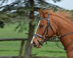 horse Dolce Vita (Deutsches Reitpony, 2007, from Douglas)