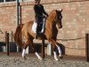 dressage horse Forester 19 (Oldenburg, 2012, from Fuechtels Floriscount OLD)