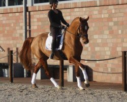 dressage horse Forester 19 (Oldenburg, 2012, from Fuechtels Floriscount OLD)