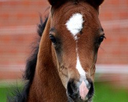 dressage horse Django RS (German Riding Pony, 2016, from Dreidimensional AT NRW)