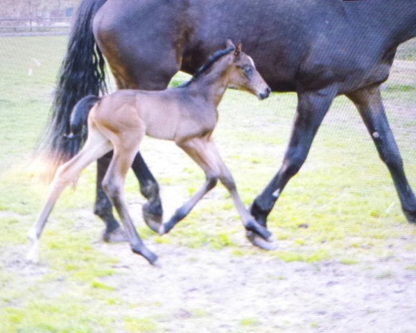 dressage horse Queena Leni (Hanoverian, 2016, from Quotenkoenig 2)