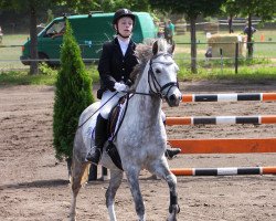 jumper DJosef (German Riding Pony, 2010, from Top Dubidu)