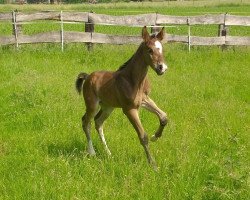 dressage horse Don Carlo M (Westphalian, 2016, from Duvalier 21)