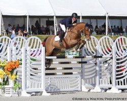 Springpferd Fedor (Belgisches Warmblut, 2005, von Kashmir van't Schuttershof)