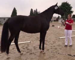 broodmare Faviana (Westphalian, 2013, from Fürstenball)