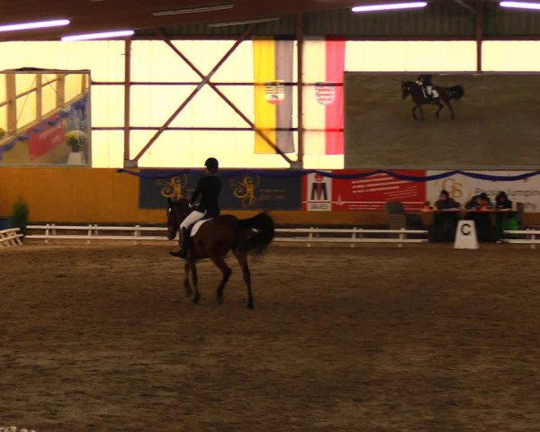 Reitturnier Pausin 2019