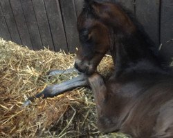 dressage horse Ms. Moneypenny (Westphalian, 2016, from Morricone)