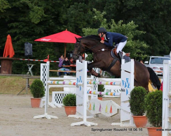 jumper Sir Little Ikki (Luxembourg horse, 2009, from Sir Shutterfly)