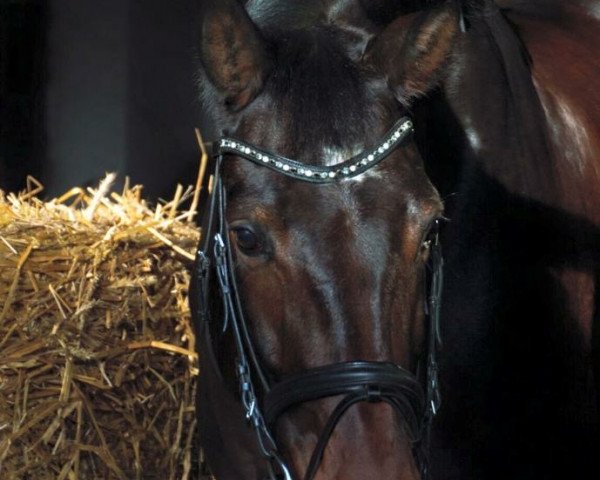 dressage horse Lieselotte L (Oldenburg, 2009, from Light and Easy)