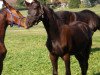 dressage horse Chuck Norris W (Württemberger, 2011, from FBW Cayton)