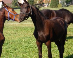 dressage horse Chuck Norris W (Württemberger, 2011, from FBW Cayton)