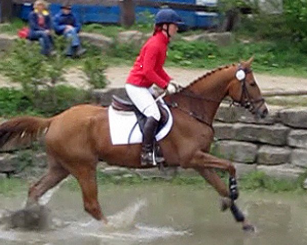 Springpferd Special Time (Trakehner, 2009, von Special Memories)