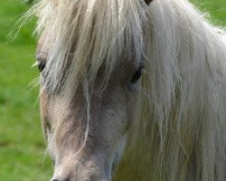 broodmare Waluna vom Olendiek (German Classic Pony, 2012, from Just Dance vom Regenbogen)