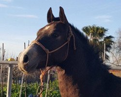 horse Zurdo (Lusitano, 2013)