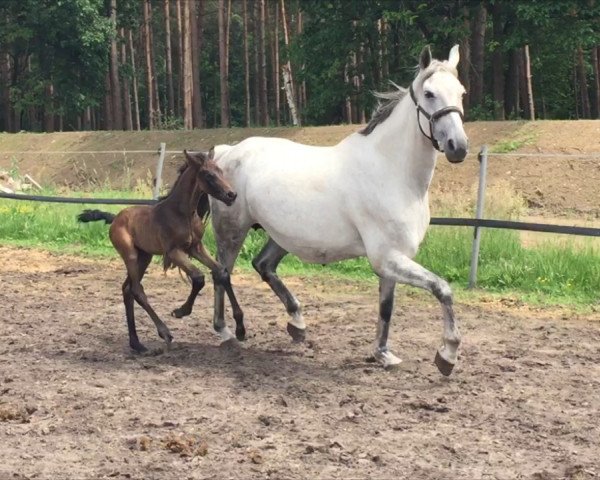 broodmare She's Diamonds Dorie (Oldenburg, 2003, from Diamond Hit)