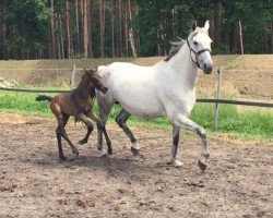 Zuchtstute She's Diamonds Dorie (Oldenburger, 2003, von Diamond Hit)