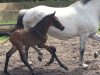 dressage horse Shem (Westphalian, 2016, from Sir Heinrich OLD)