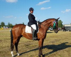 dressage horse In Spee 2 (Trakehner, 2011, from Heuberger TSF)