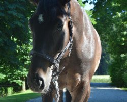 dressage horse Fantasy World 2 (Hanoverian, 2011, from Fürst Grandios)