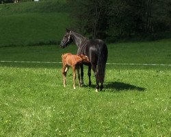 broodmare Mikane (Bavarian, 1995, from Don Primero)