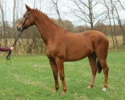 dressage horse Dirty Harry 63 (Westfale, 2010, from Dylano)