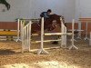 jumper Donduro (German Riding Pony, 2004, from Donchester)