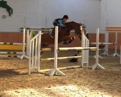 jumper Donduro (German Riding Pony, 2004, from Donchester)