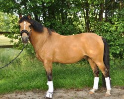 Dressurpferd Immenmoor Great Future (Deutsches Reitpony, 2004, von Immenmoor Golden Future)