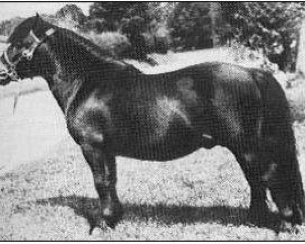 stallion Fandango of Wetherden (Shetland pony (under 87 cm), 1968, from Spinner of Marshwood)