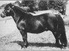 Deckhengst Fandango of Wetherden (Shetland Pony (unter 87 cm), 1968, von Spinner of Marshwood)
