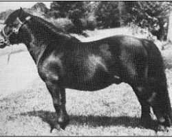 stallion Fandango of Wetherden (Shetland pony (under 87 cm), 1968, from Spinner of Marshwood)