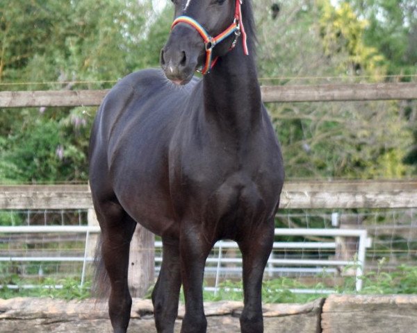 horse Three-Stars Diamond (German Riding Pony, 2014, from Three-Stars Dumbledore)