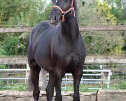 Pferd Three-Stars Diamond (Deutsches Reitpony, 2014, von Three-Stars Dumbledore)