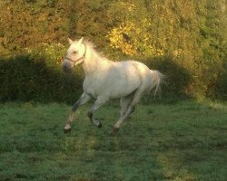 Pferd Emely (Deutsches Reitpferd, 2003, von Expo'se)