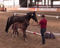 dressage horse Hengst von Beverly Hills x Fidertanz (Westphalian, 2016, from Beverly Hills)